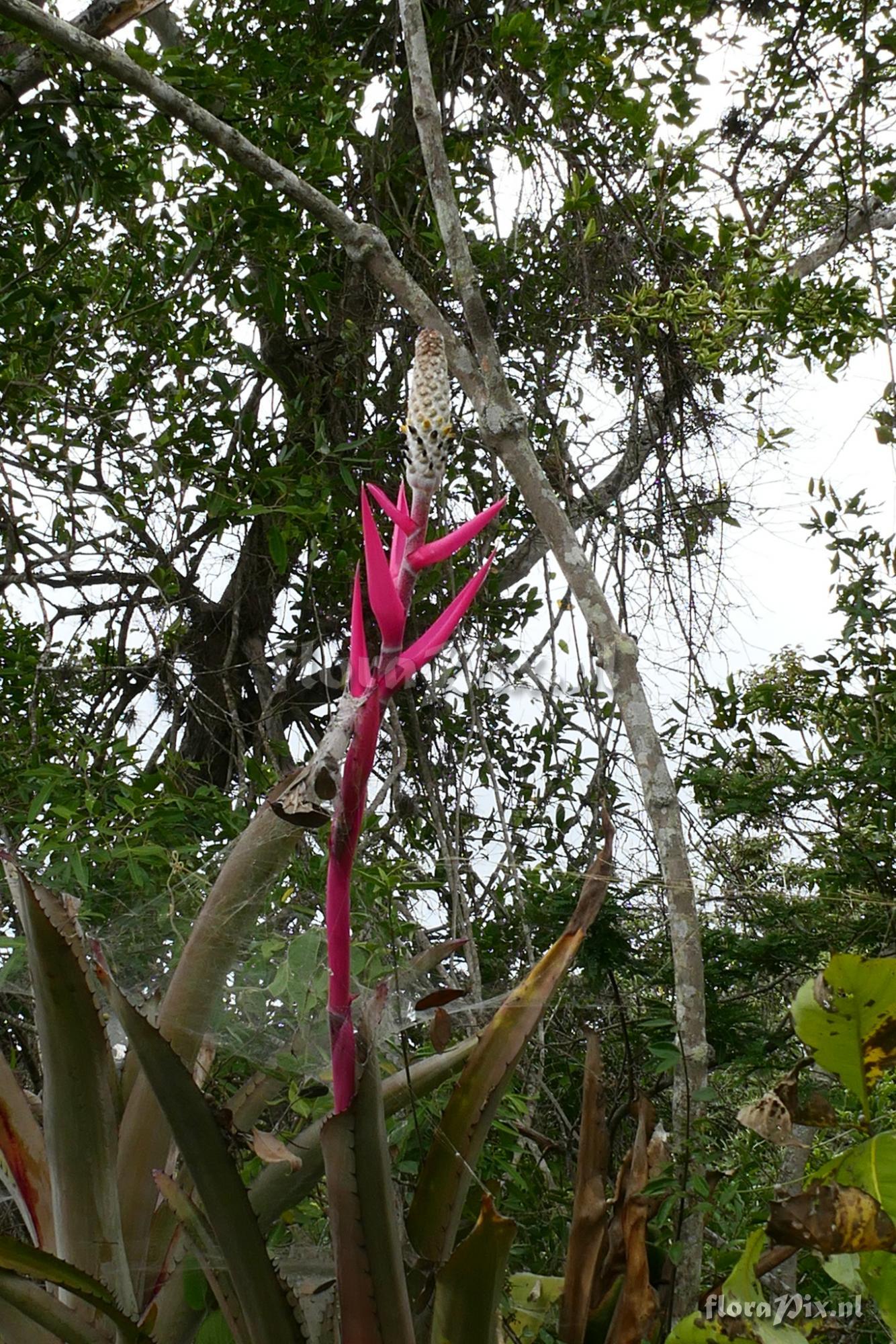 Aechmea bromeliifolia