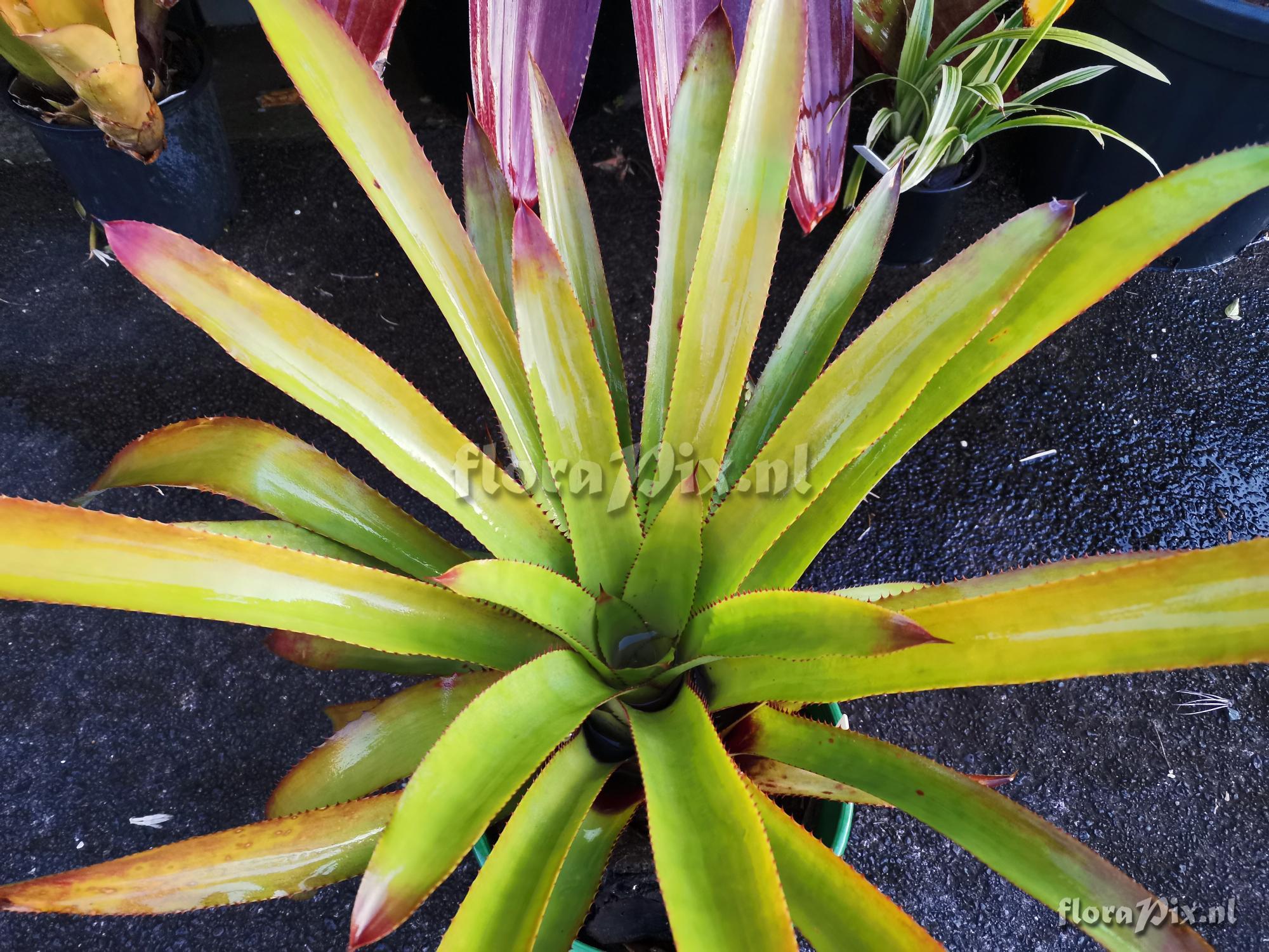 Aechmea vanhoutteana