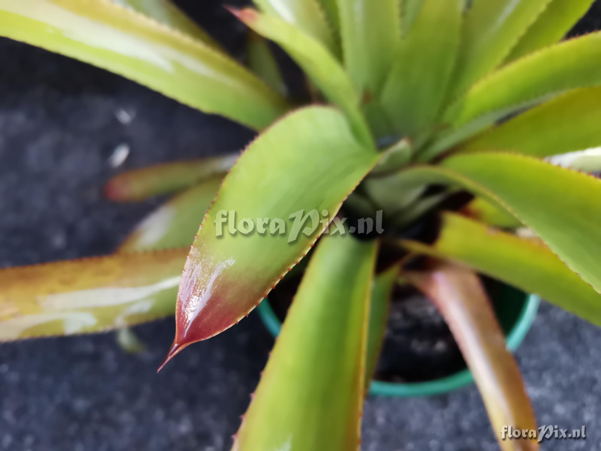 Aechmea vanhoutteana