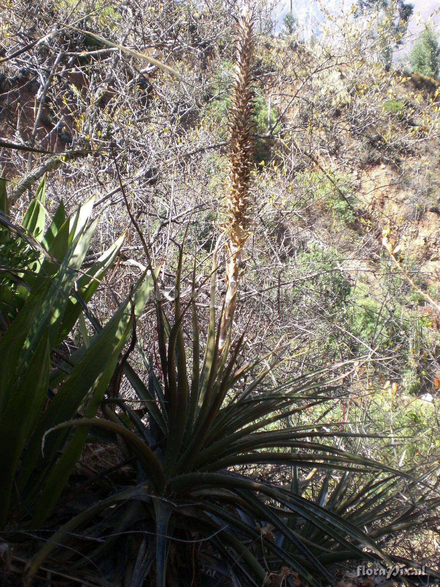 Puya macrura