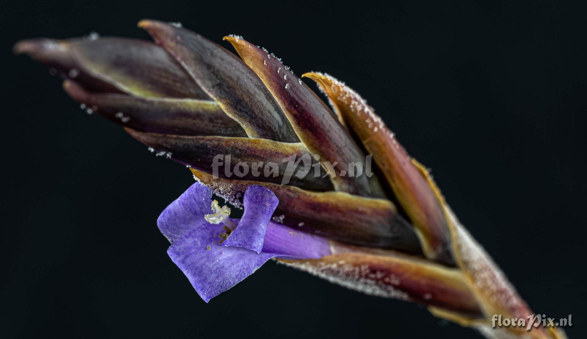 Tillandsia cardenasii