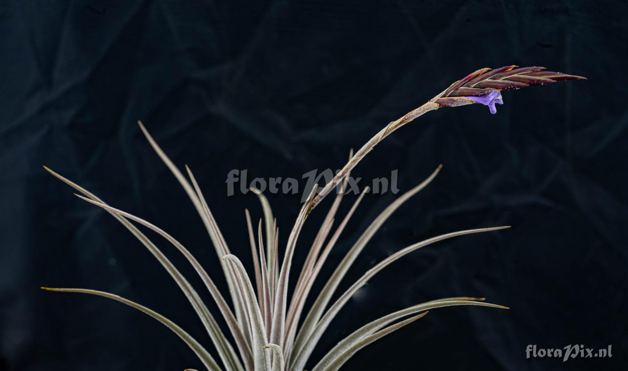 Tillandsia cardenasii