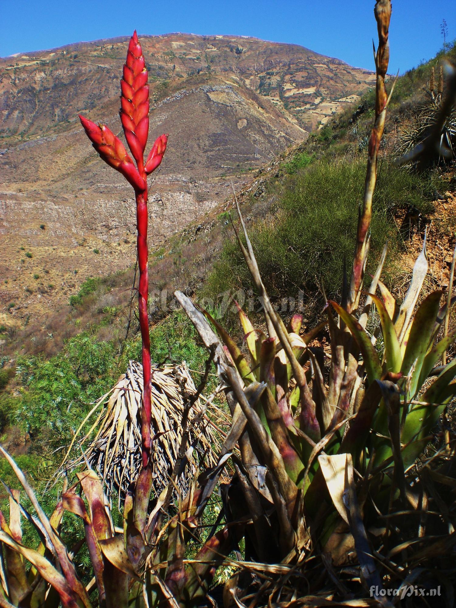 Tillandsia stenoura