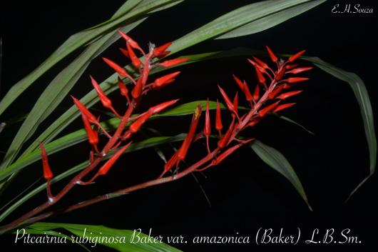 Pitcairnia rubiginosa var. amazonica