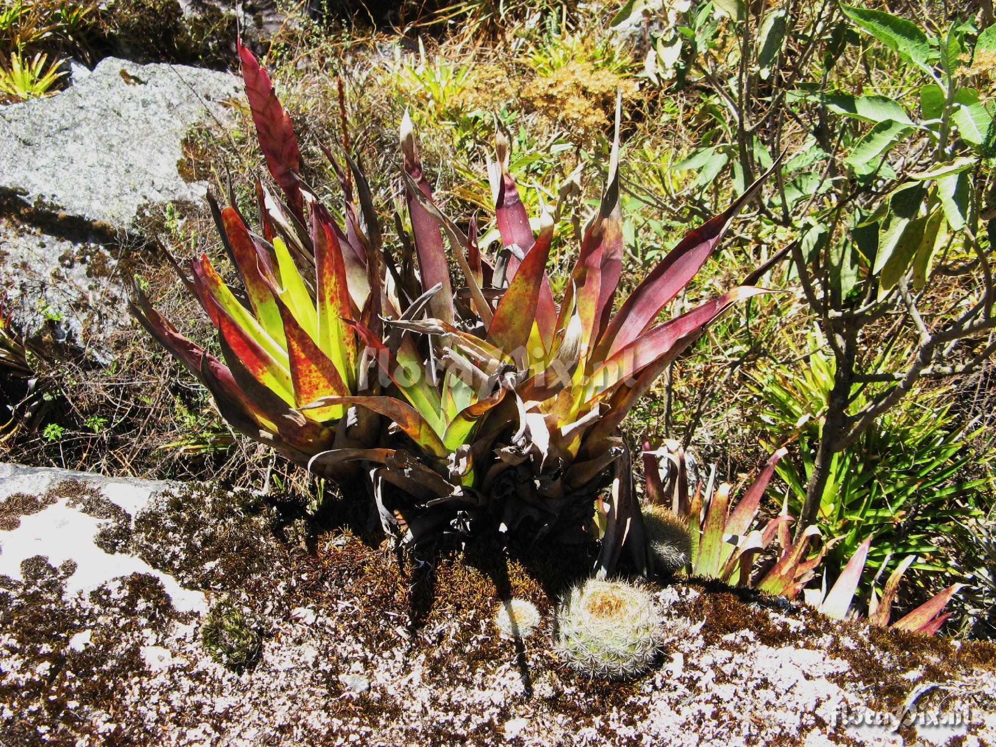 Bromeliaceae 