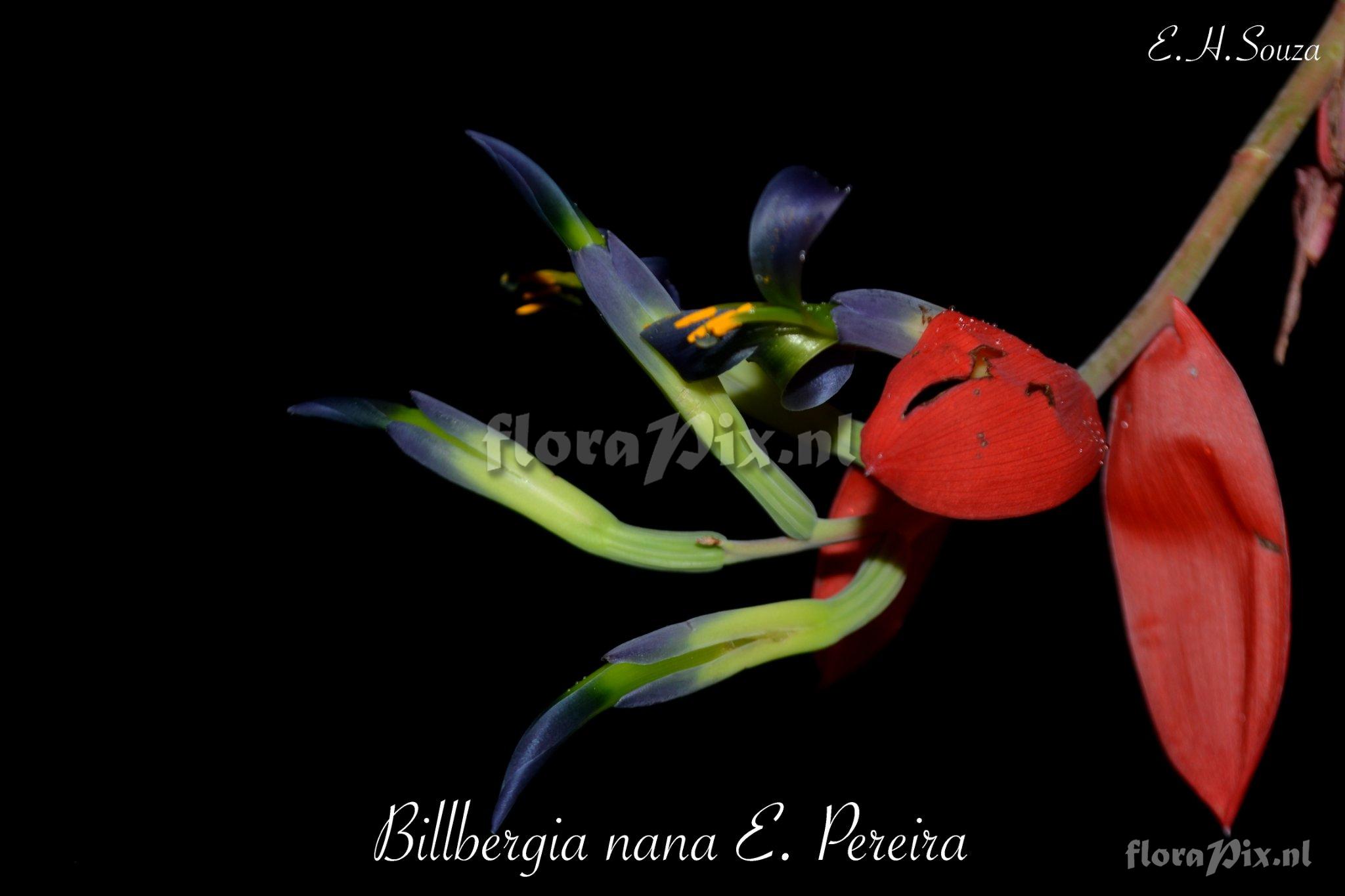Billbergia nana