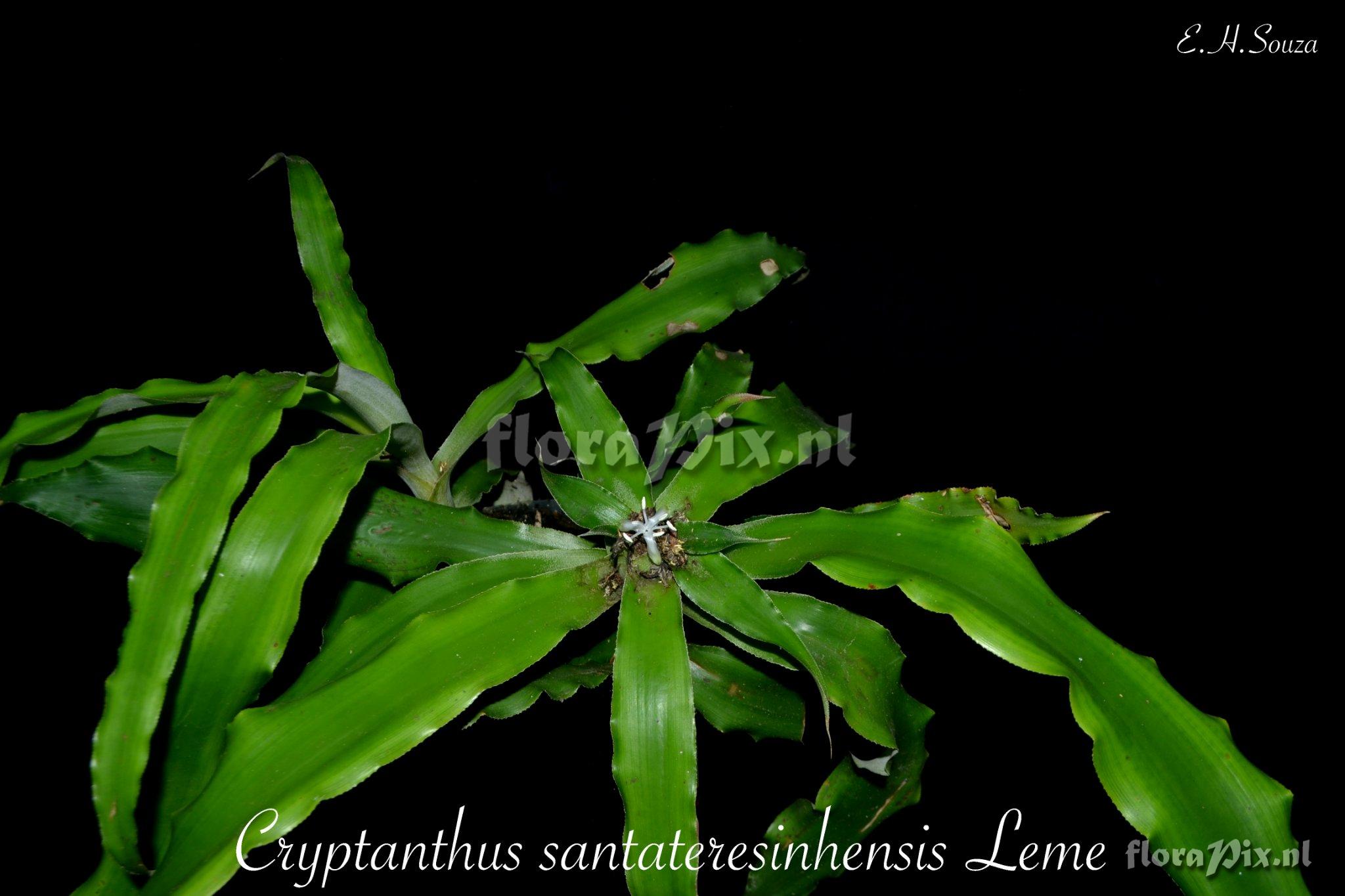 Cryptanthus santateresinhensis