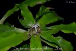 Cryptanthus santateresinhensis