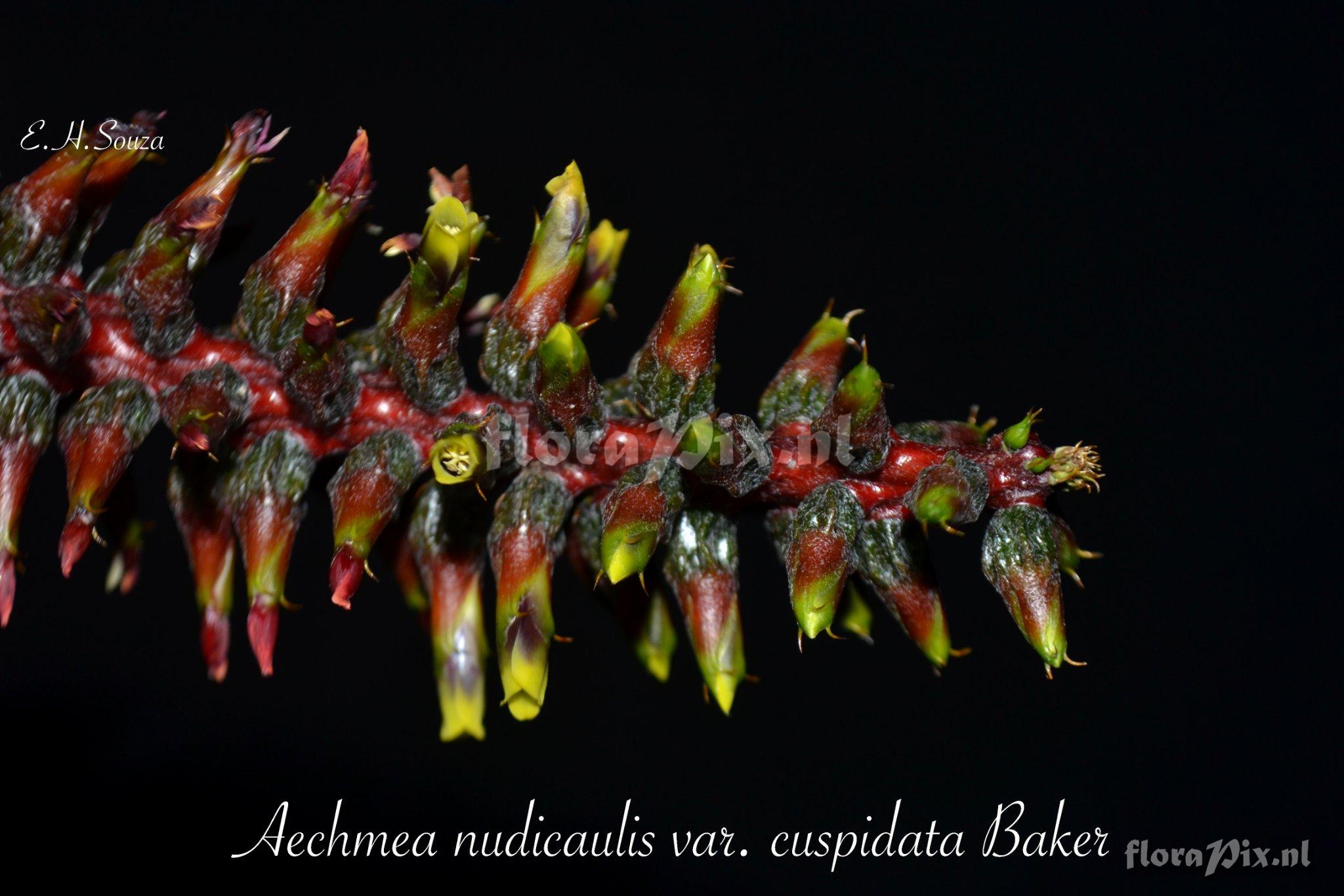 Aechmea nudicaulis var. cuspidata