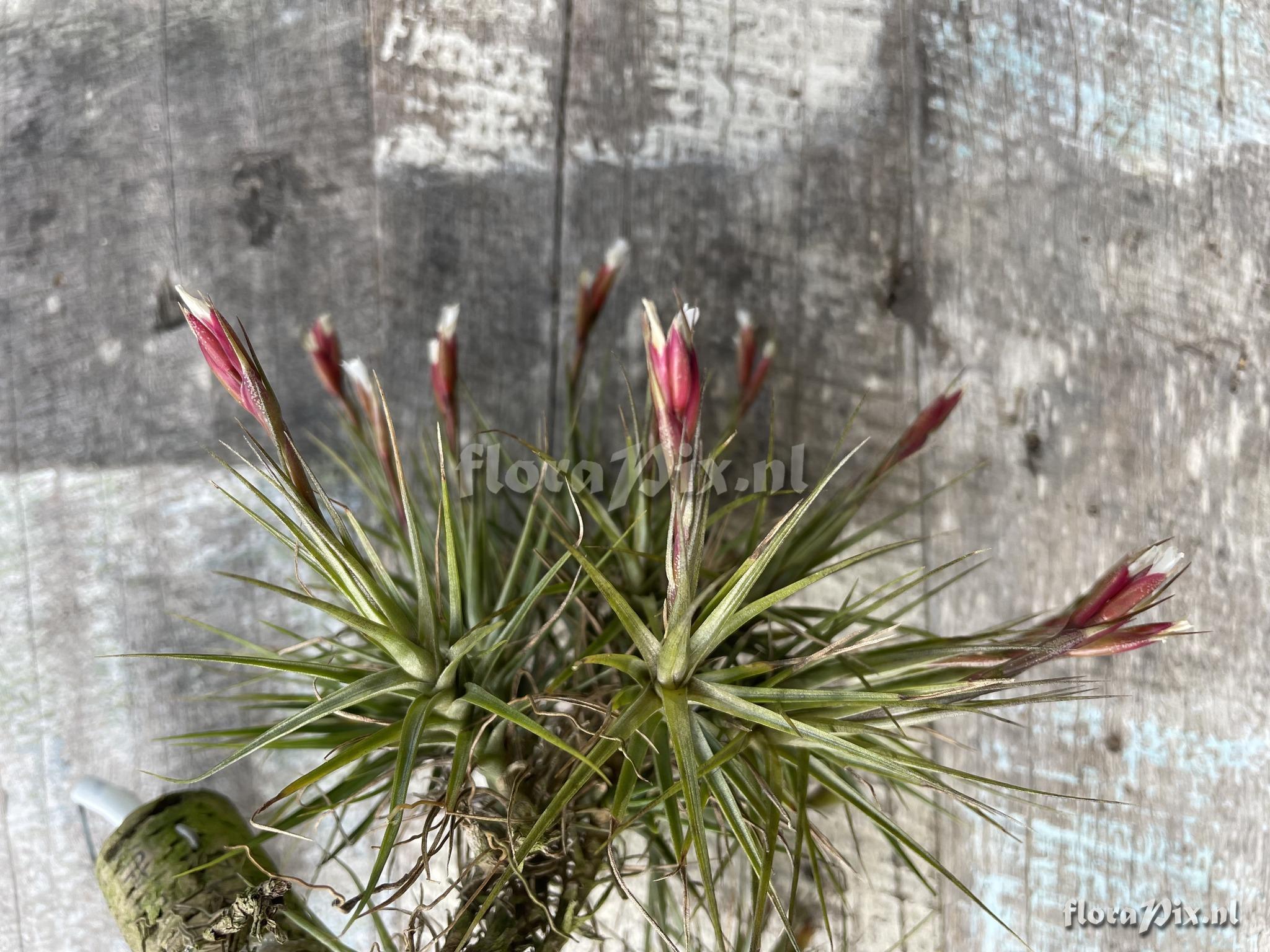 Tillandsia pardoi