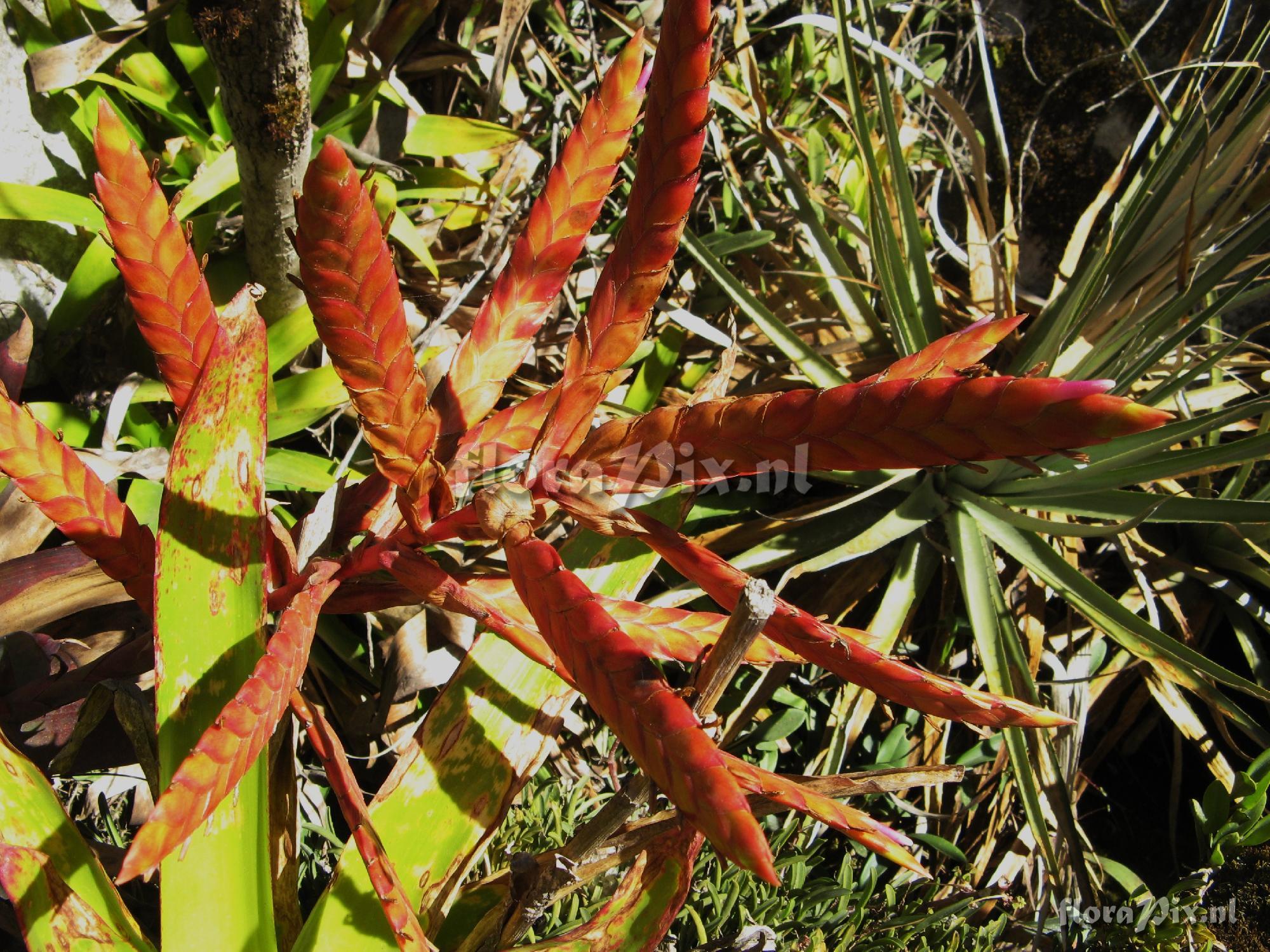 Bromeliaceae 