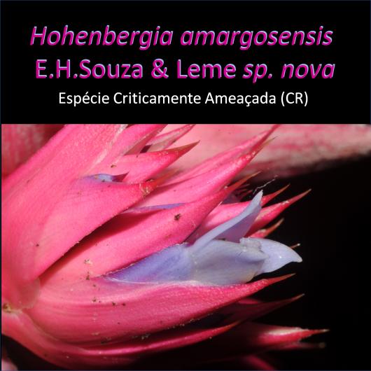 Hohenbergia amargosensis