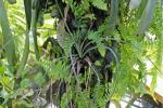 Aechmea longifolia