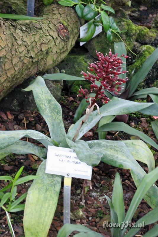 Aechmea miniata