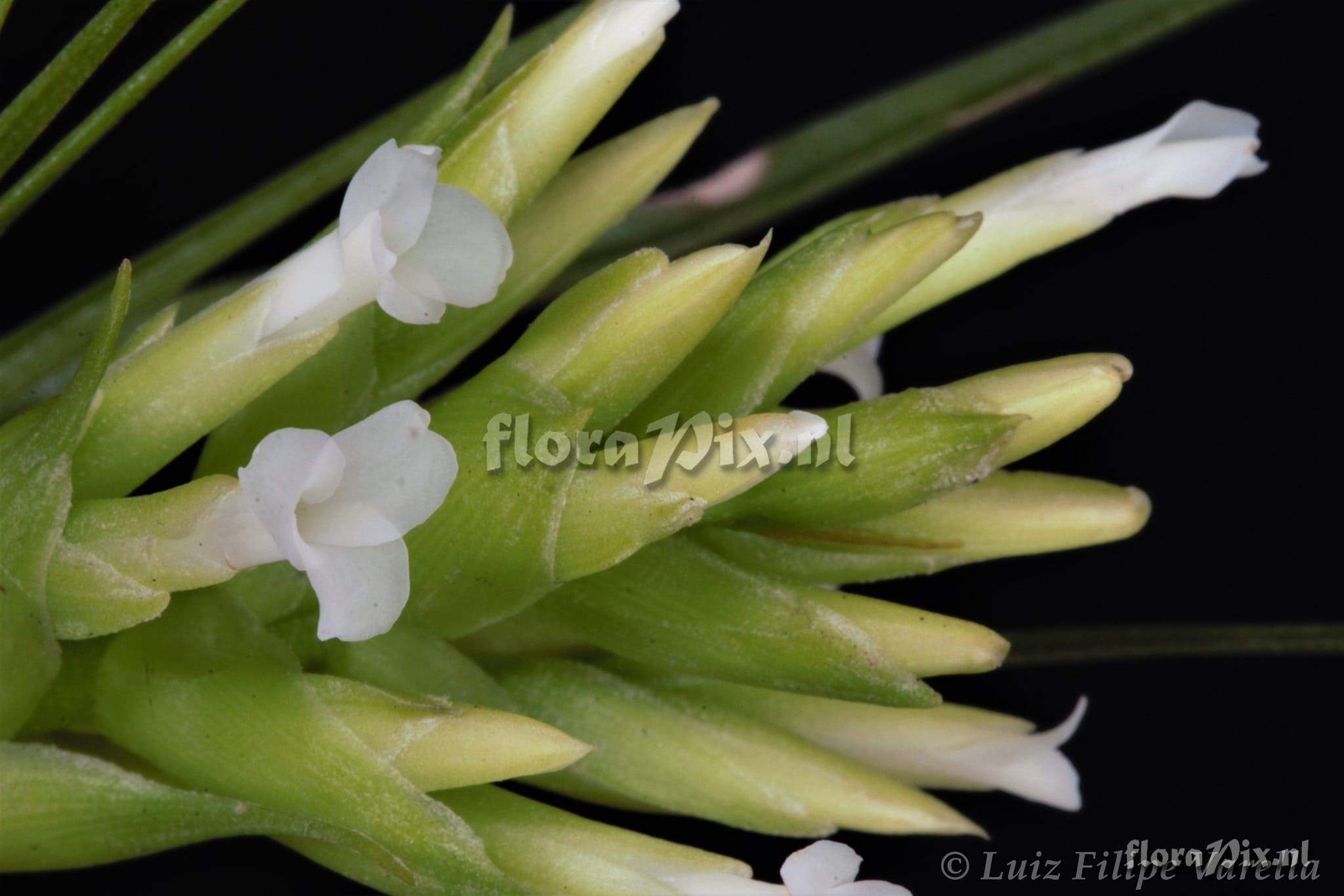 Tillandsia geminiflora