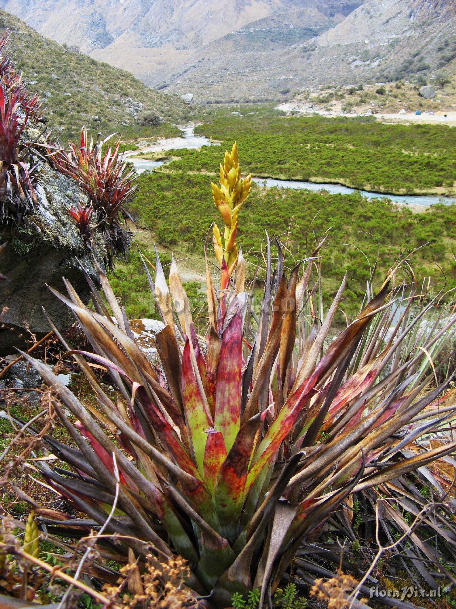 Tillandsia purpurascens 