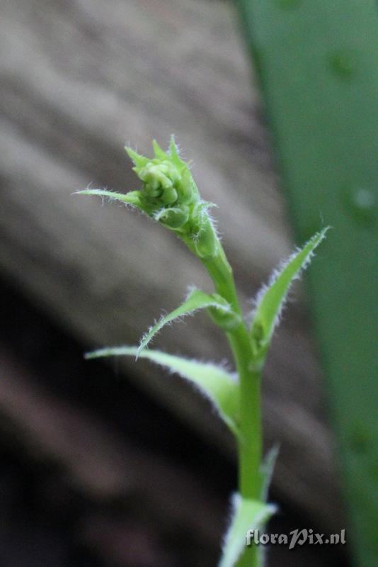 Fosterella gracilis