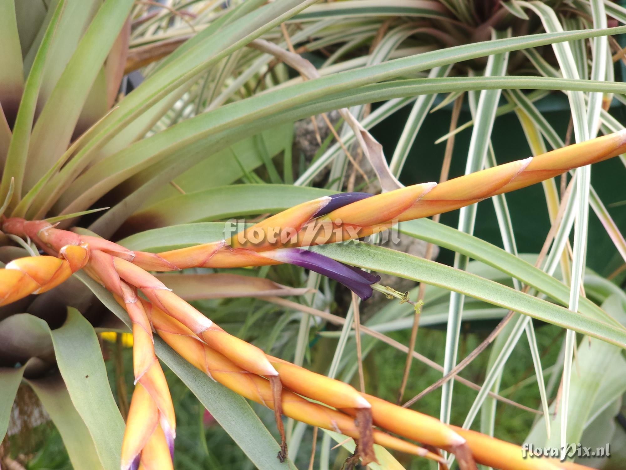 Tillandsia werneriana