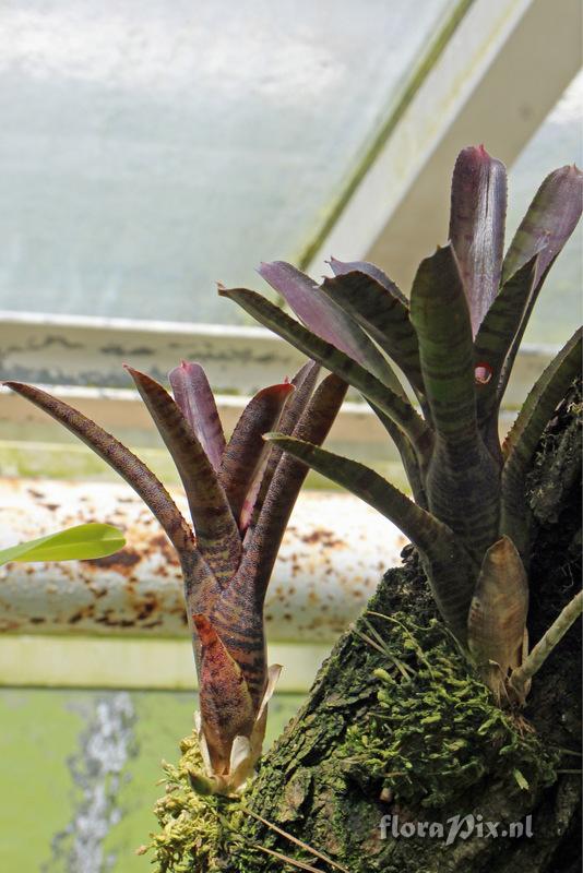 Neoregelia ampulacea complex