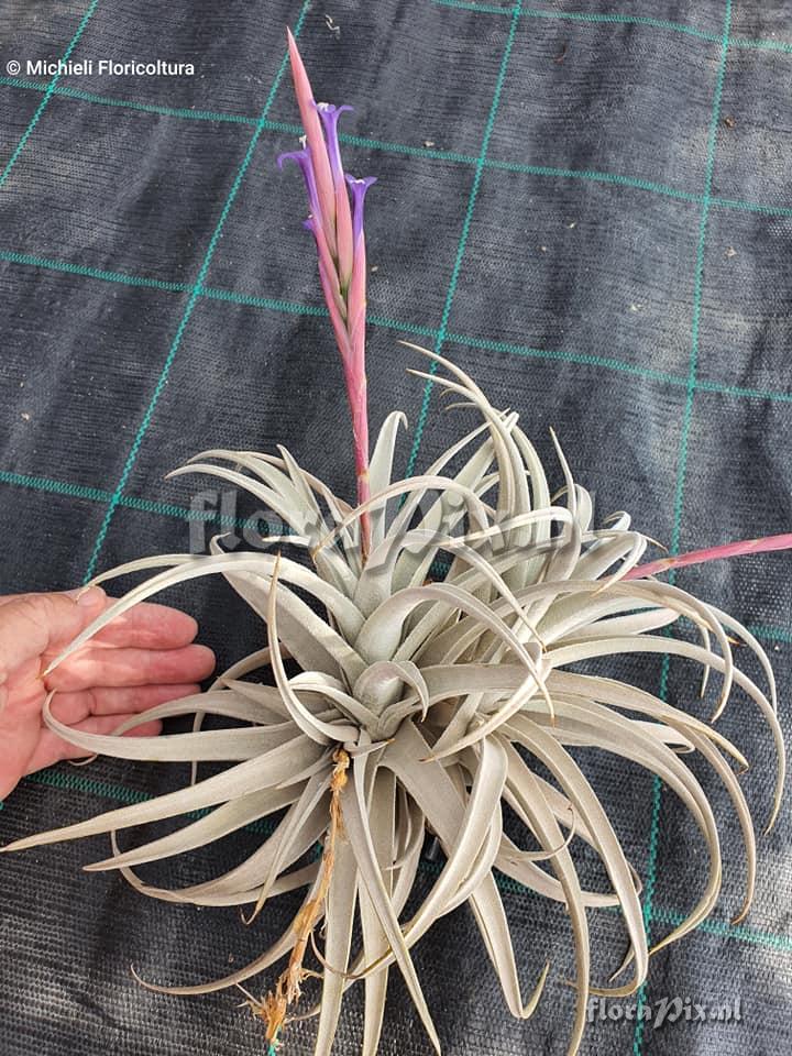 Tillandsia zecheri