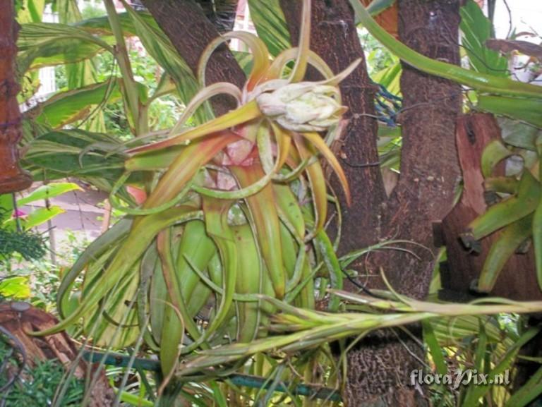 Tillandsia streptophylla