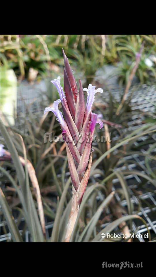 Tillandsia koehresiana