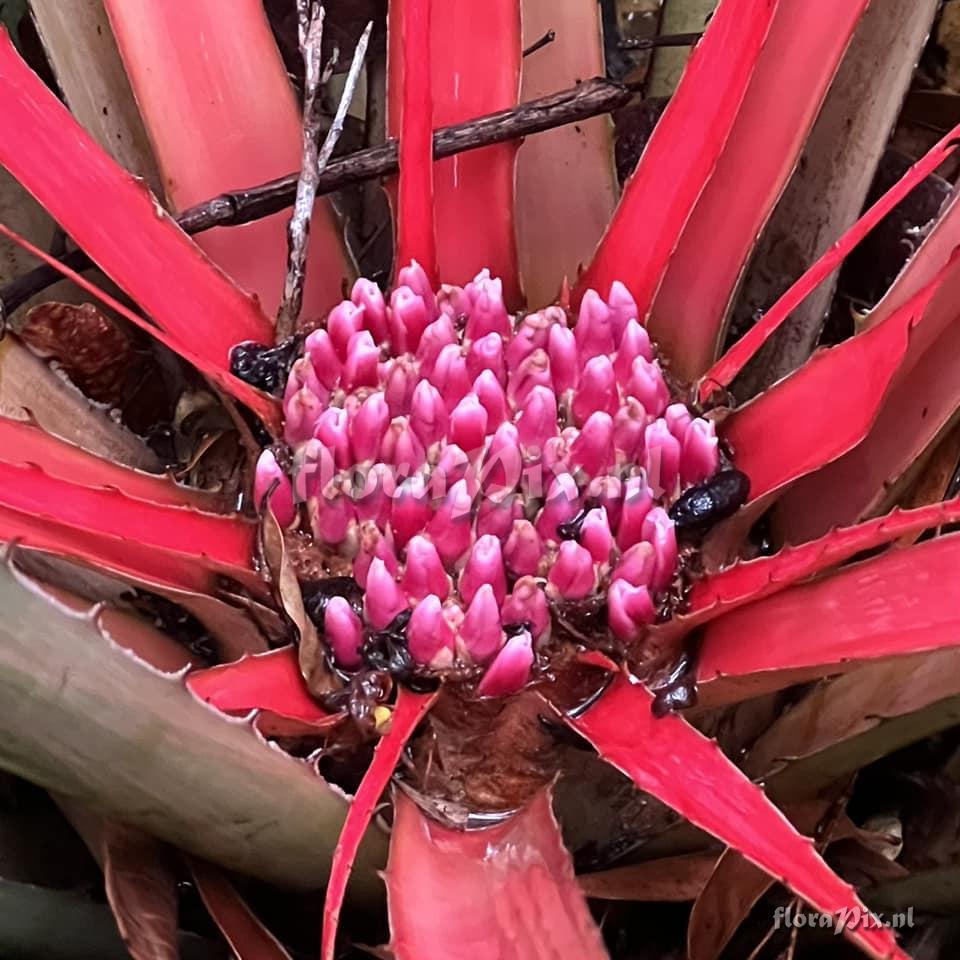 Bromelia grandiflora