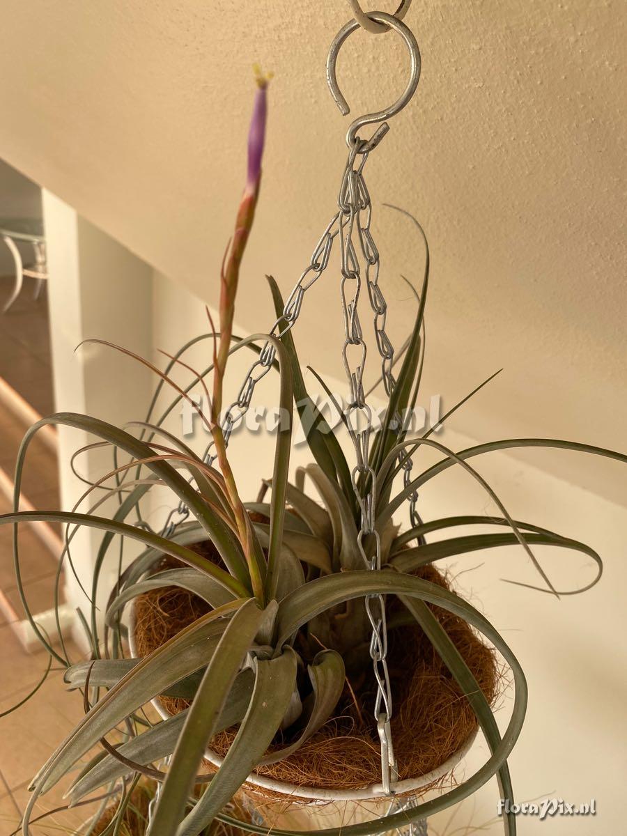 Tillandsia balbisiana