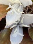 Cryptanthus acaulis var. ruber