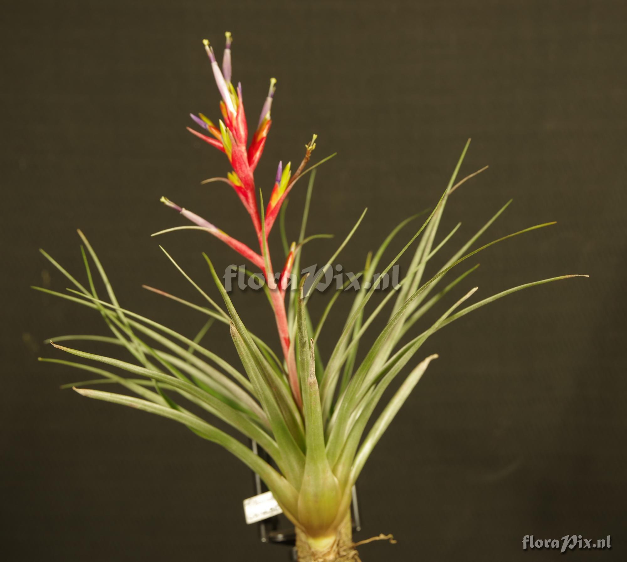 Tillandsia canescens