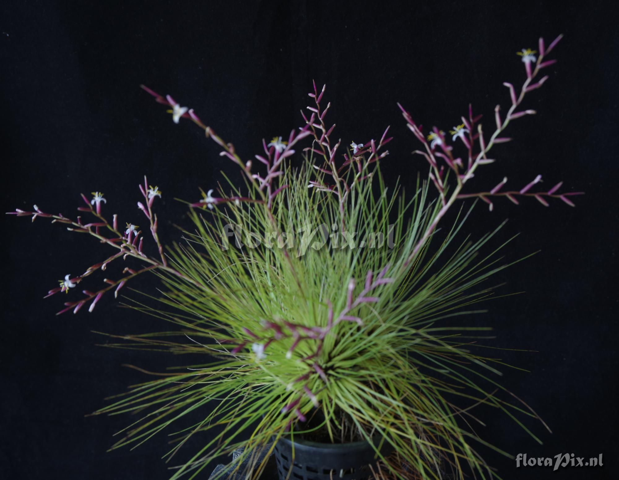 Tillandsia filifolia