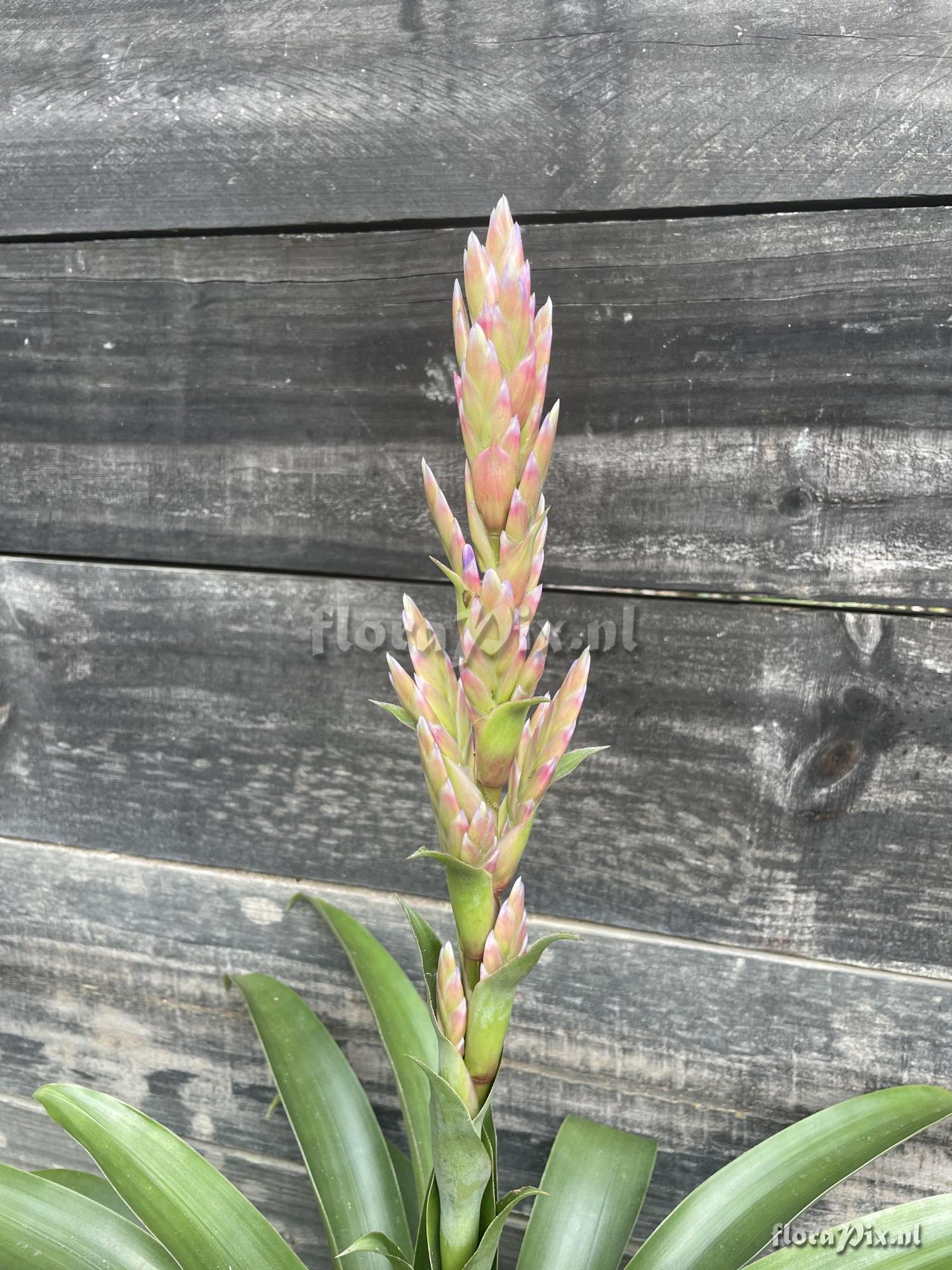 Tillandsia rubroviolacea