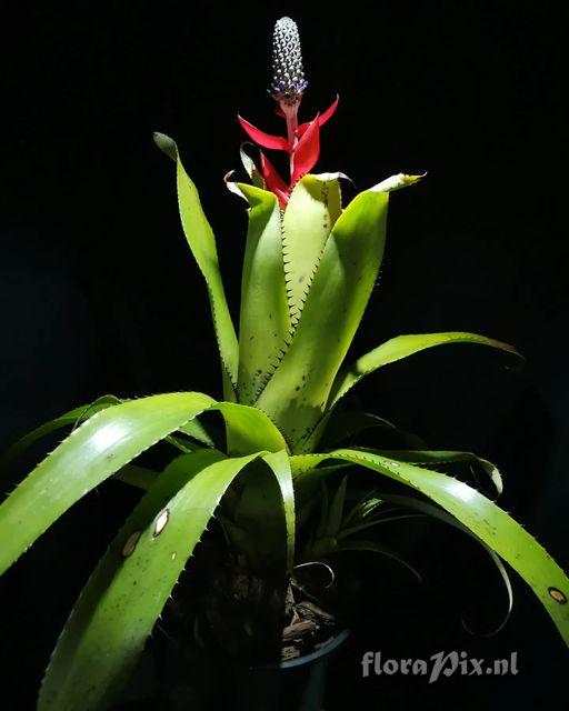 Aechmea triangularis