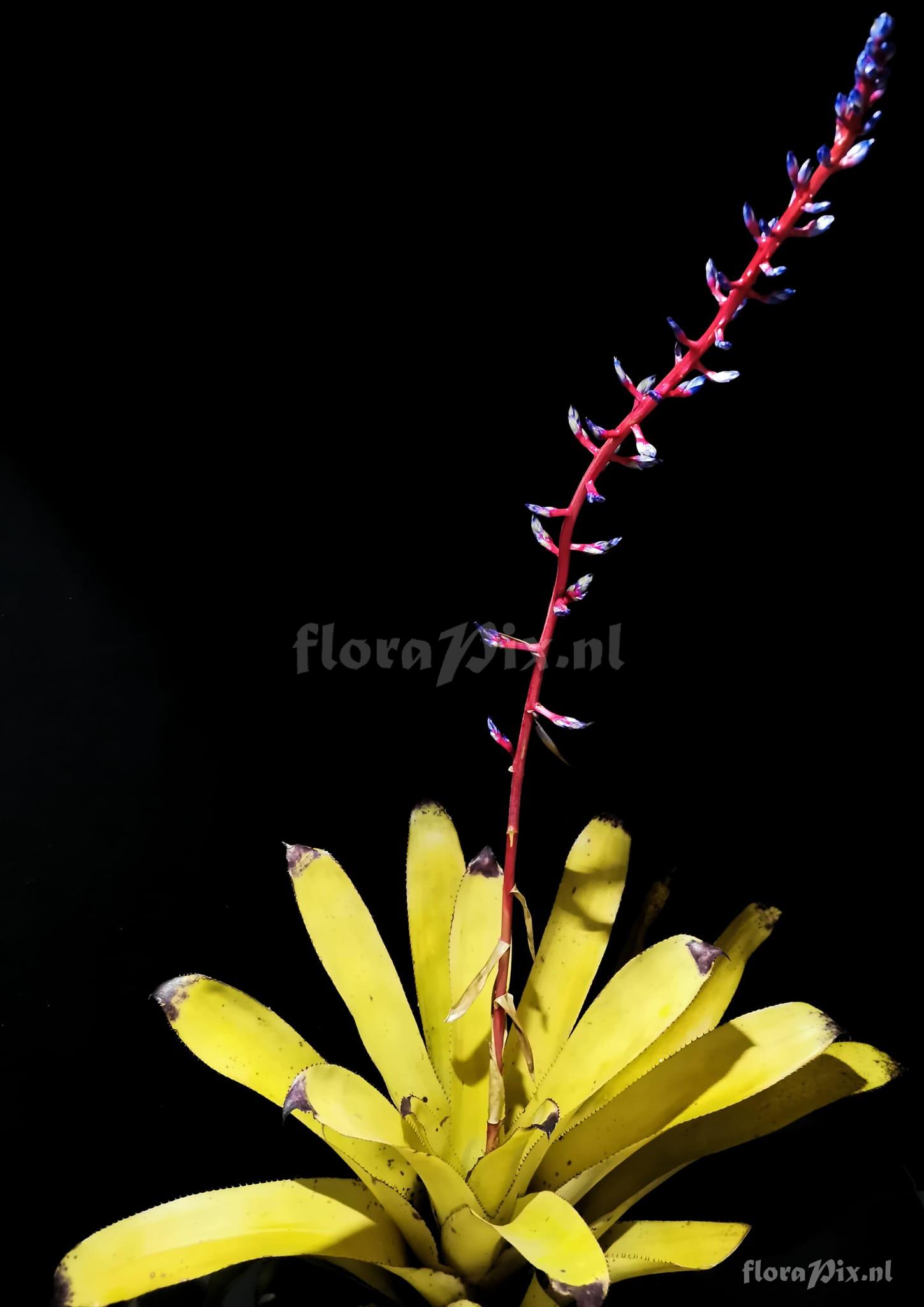 Aechmea dichlamydea