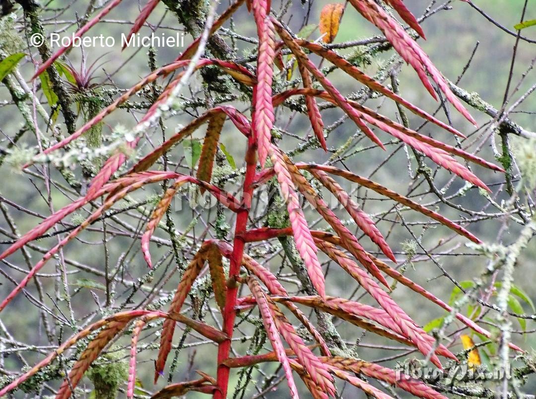 Tillandsia clavigera