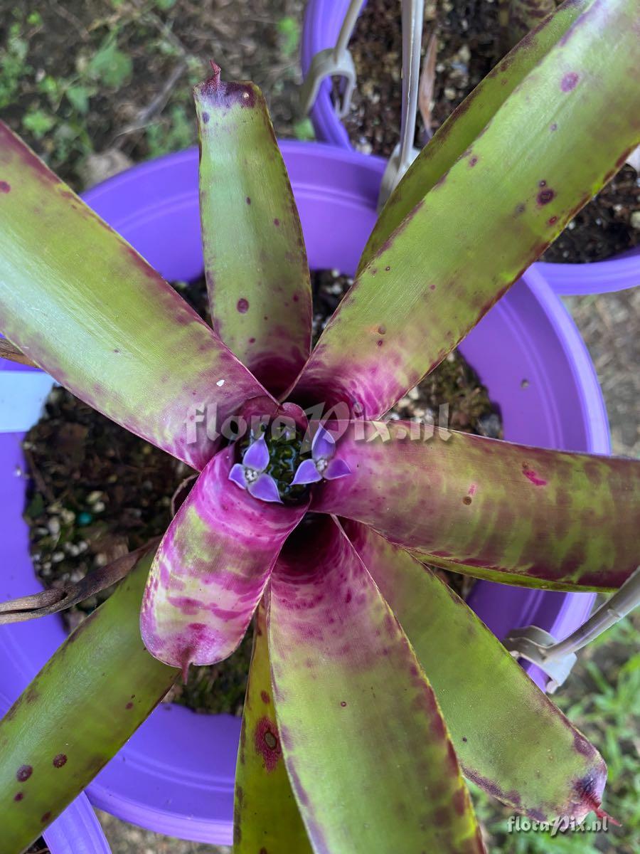 Neoregelia smithii