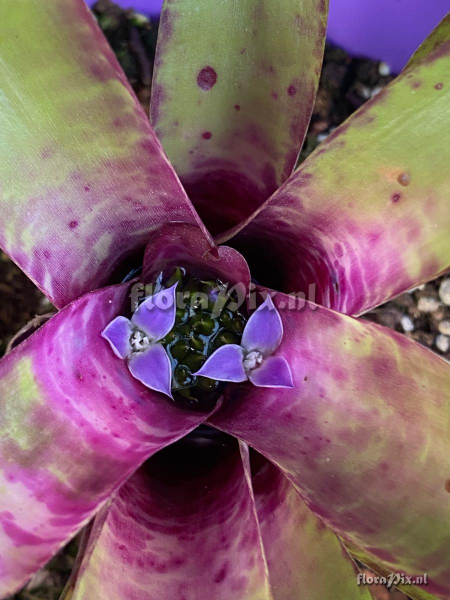 Neoregelia smithii