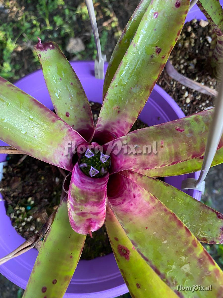 Neoregelia smithii