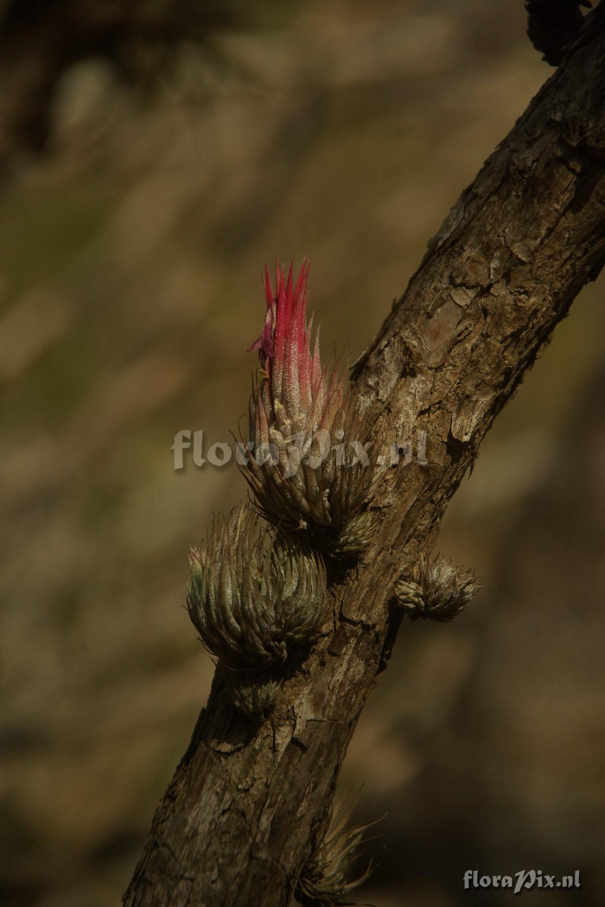 Tillandsia ionantha