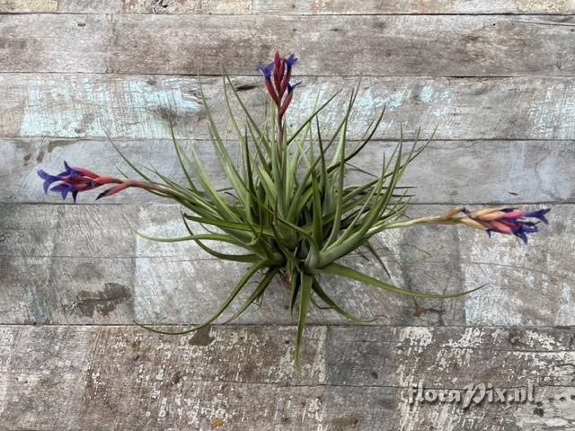 Tillandsia winkleri