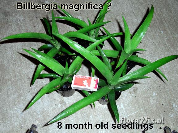 Bromeliaceae Seedlings from BSI seed fund