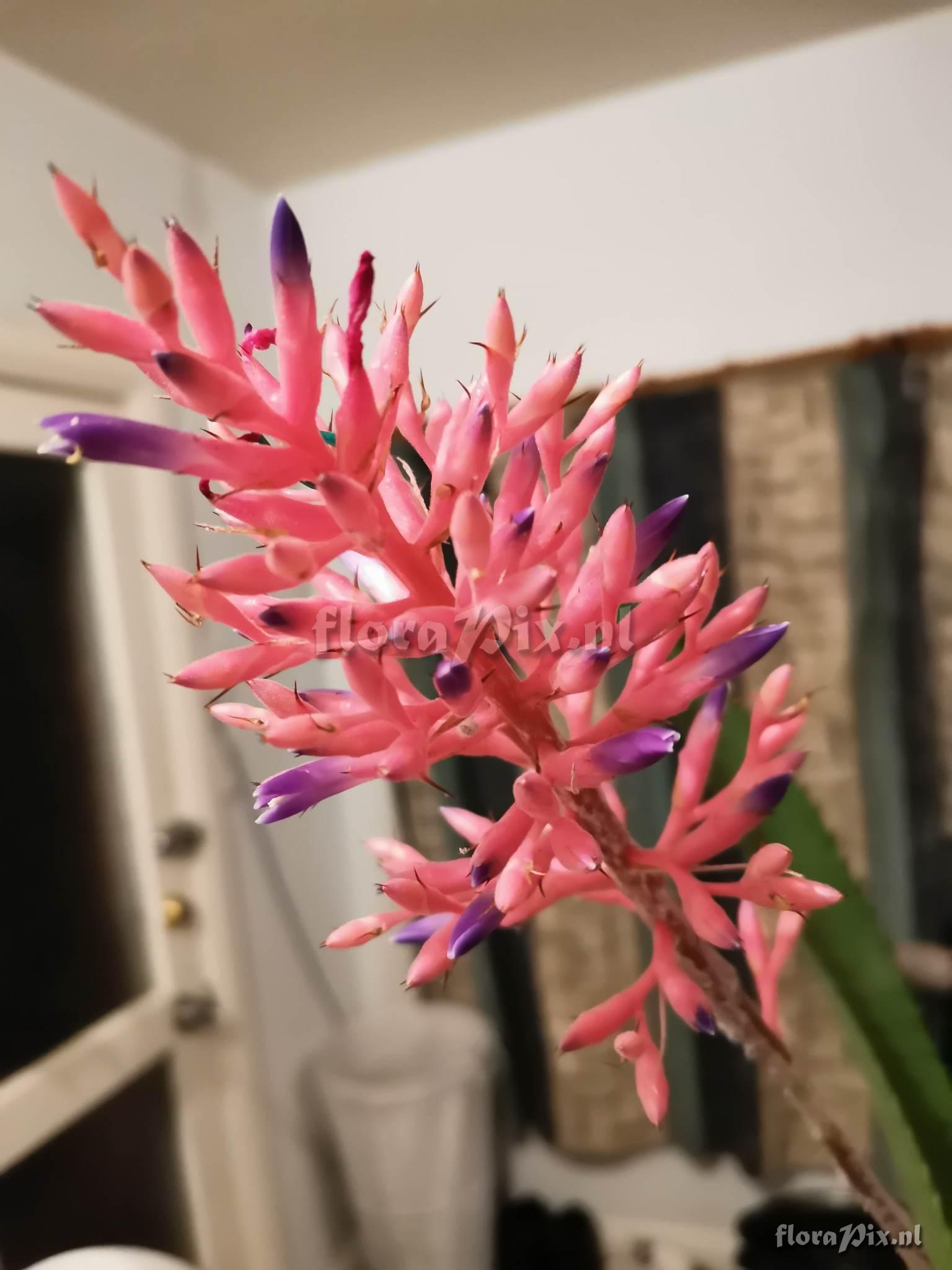 Aechmea purpureorosea