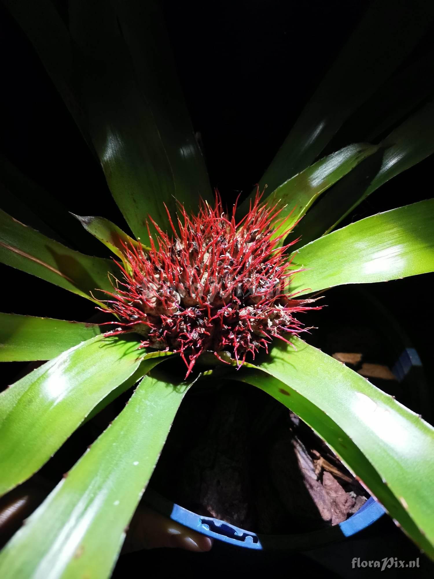 Aechmea echinata