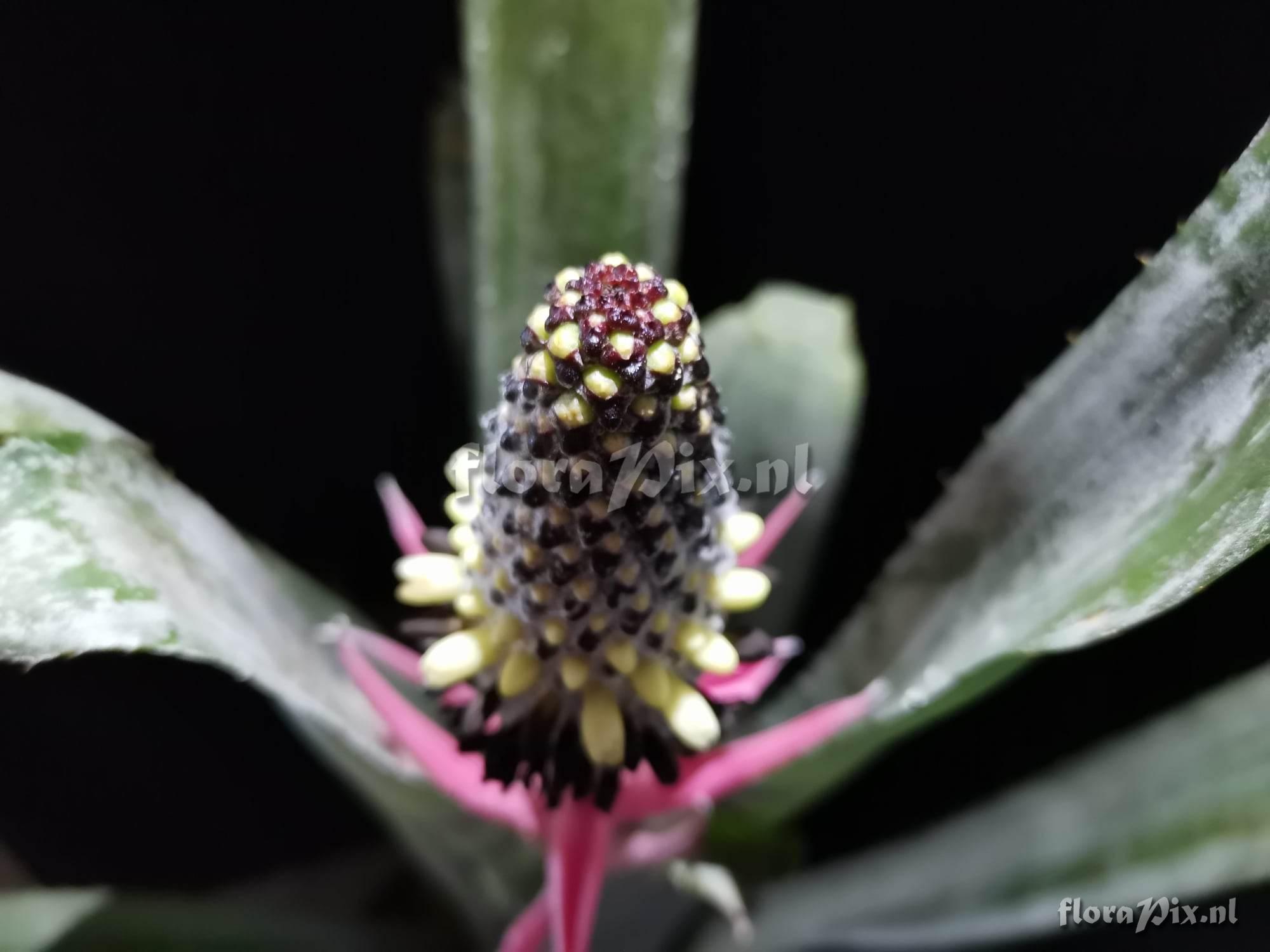 Aechmea bromeliifolia