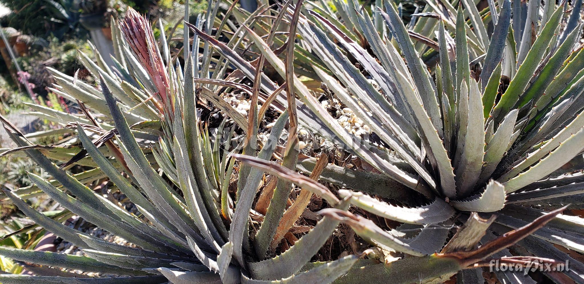 Dyckia reitzii