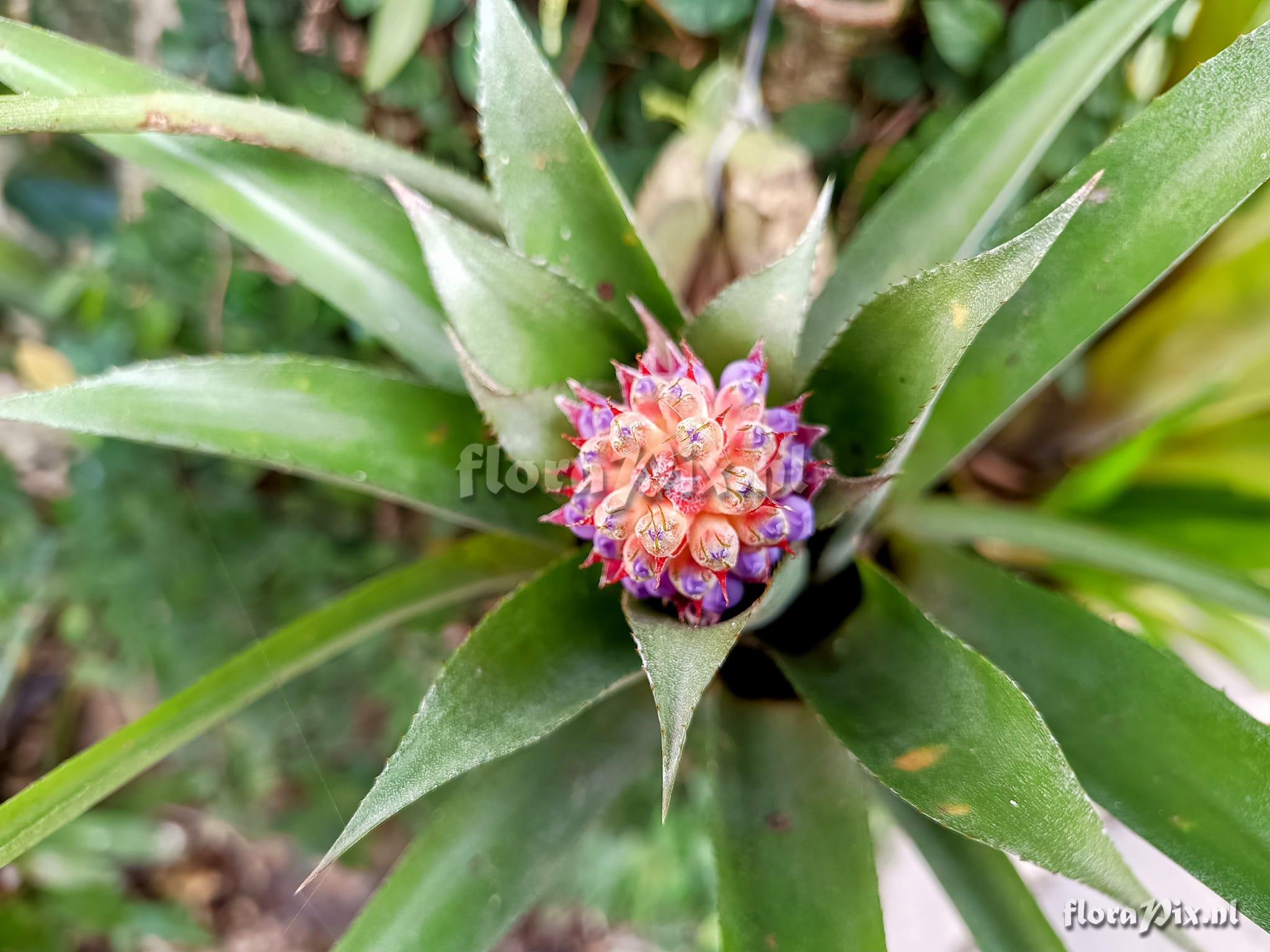 Aechmea joannis