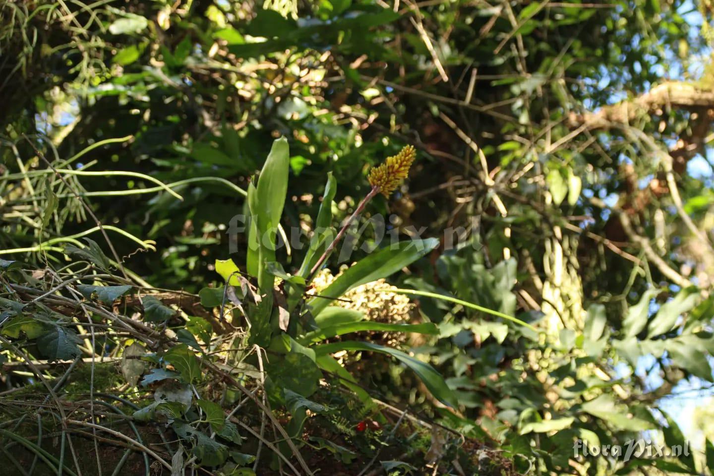 Aechmea winkleri