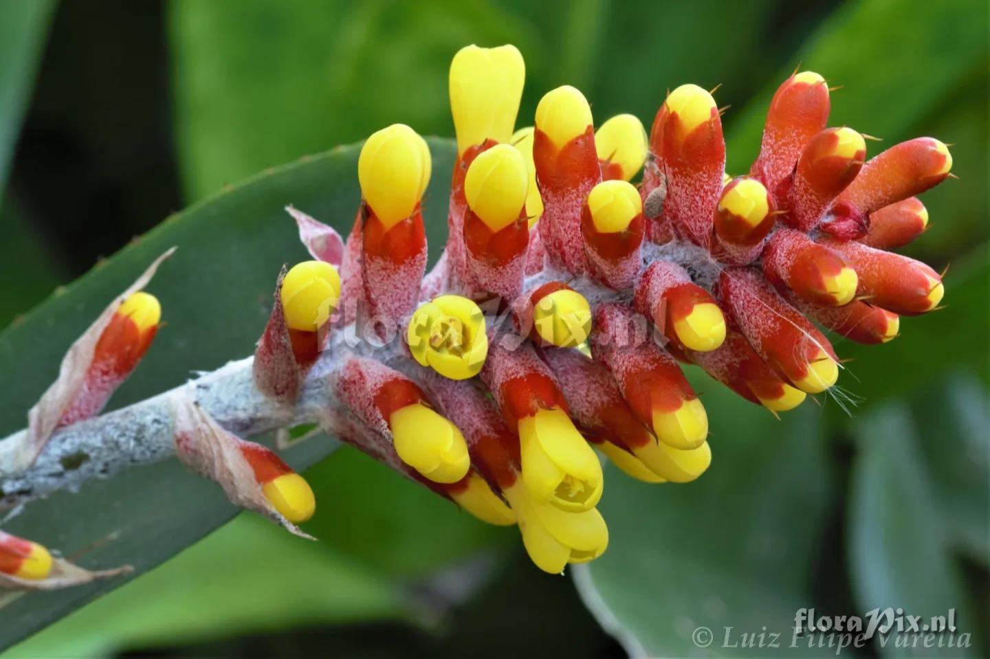 Aechmea comata