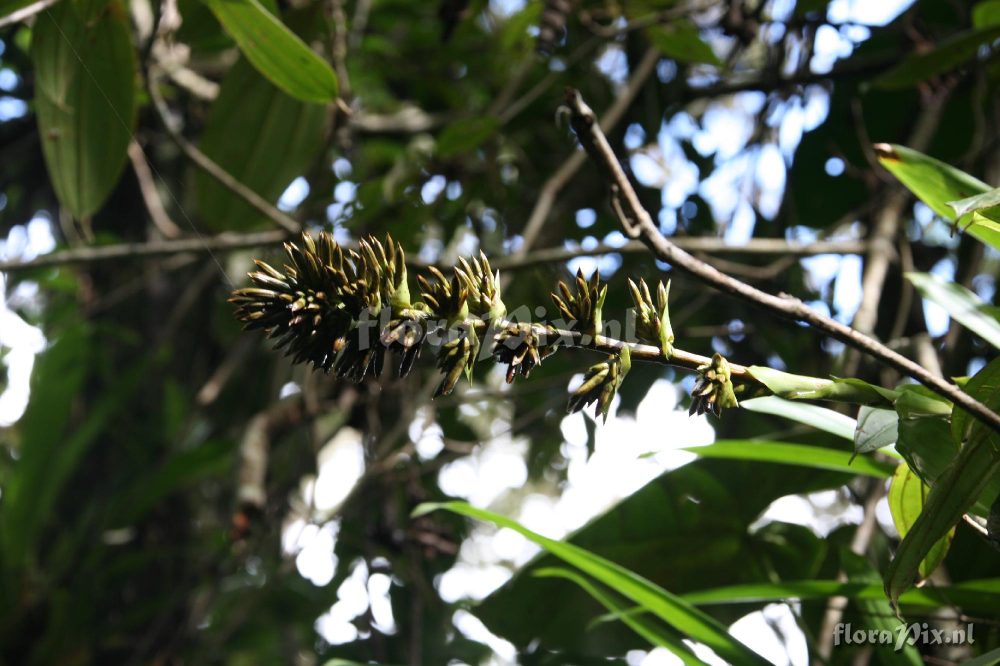 Tillandsia schultzei