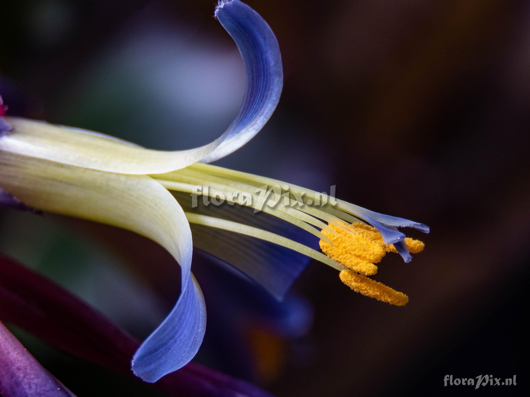 Billbergia sanderiana